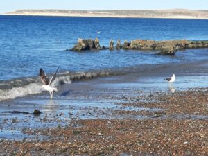 Gaviota alzando vuelo en la orilla del mar en Puerto Madryn, frente a otra gaviota quieta en la arena. Imagen simbólica del impulso, la libertad y el cierre de ciclos, en sintonía con el proceso que describe el texto.