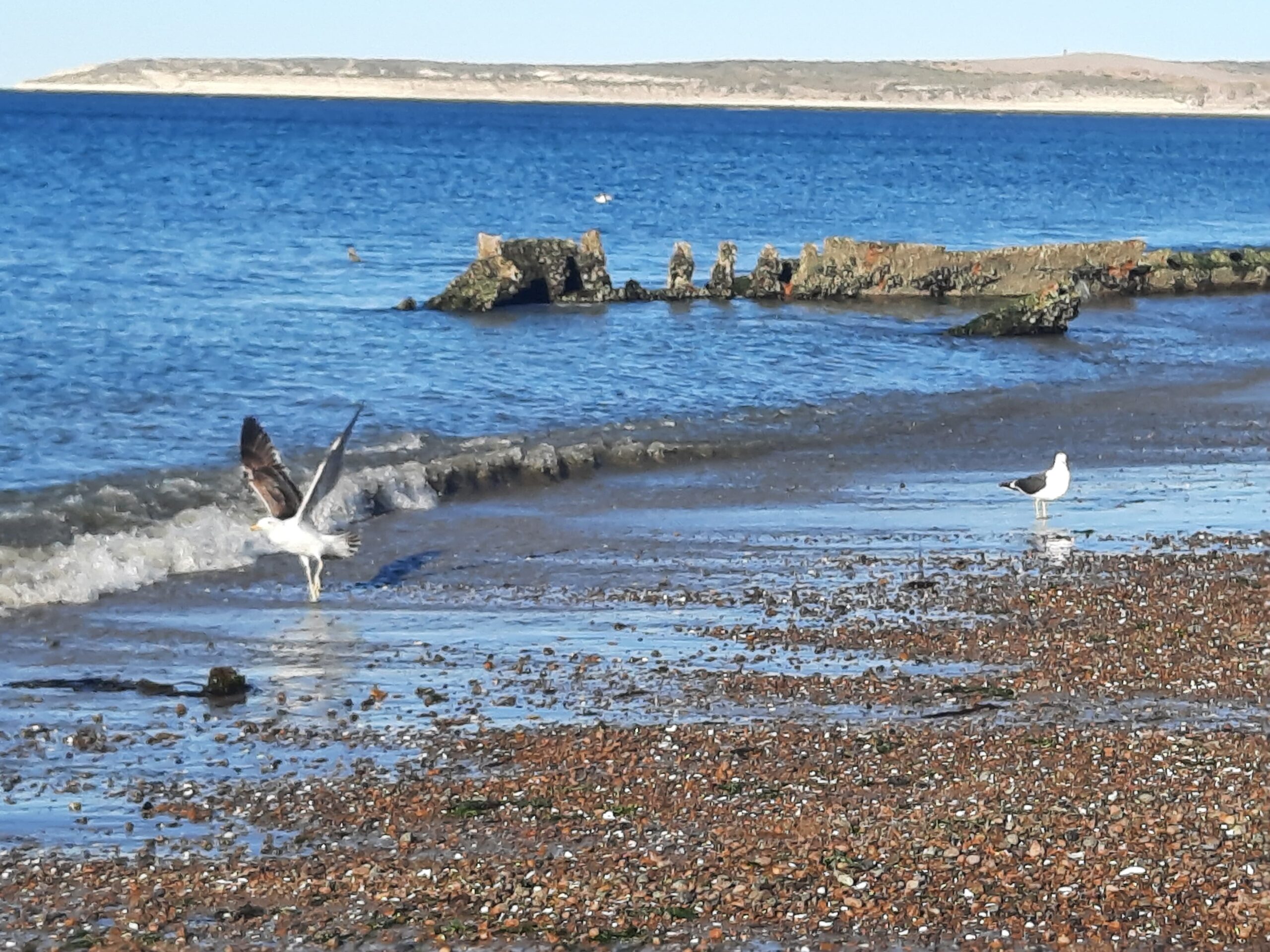 Gaviota alzando vuelo en la orilla del mar en Puerto Madryn, frente a otra gaviota quieta en la arena. Imagen simbólica del impulso, la libertad y el cierre de ciclos, en sintonía con el proceso que describe el texto.